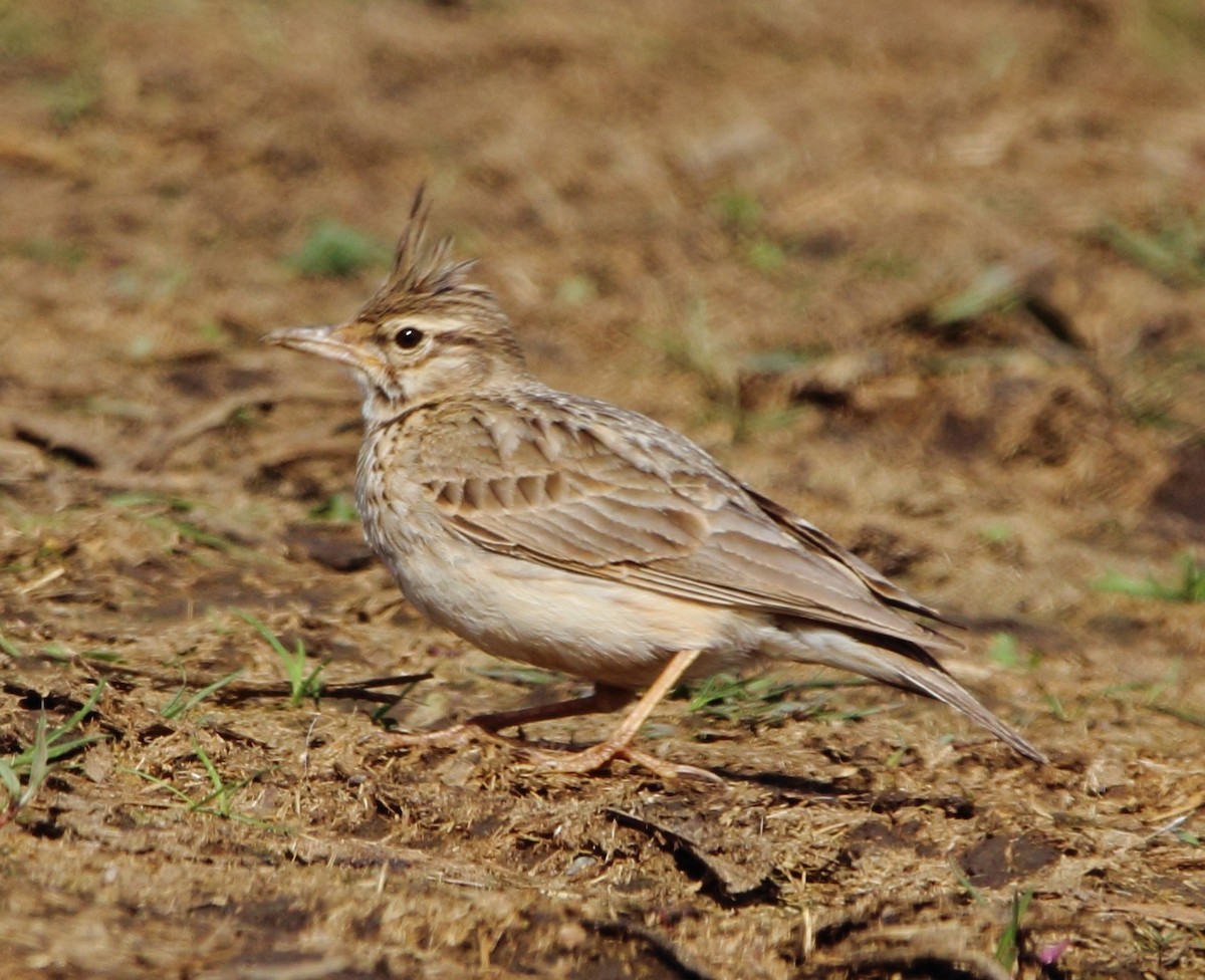 Crested Lark - ML619182856