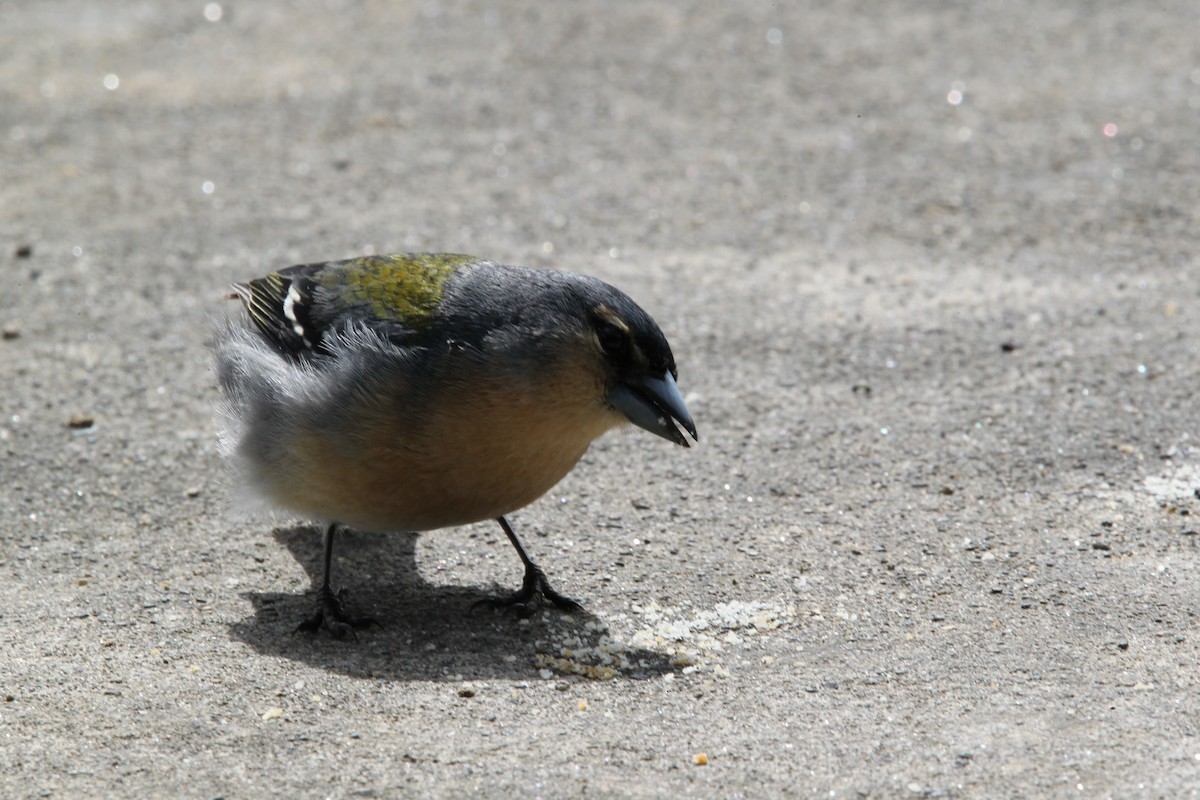 Azores Chaffinch - ML619182857