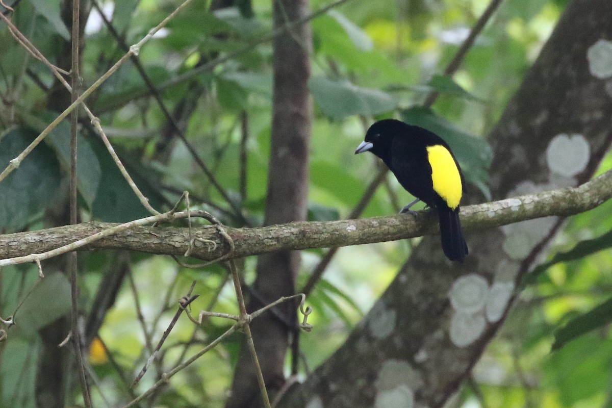 Flame-rumped Tanager (Lemon-rumped) - Stu Elsom