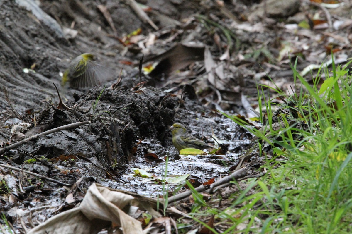 Island Canary - ML619182871