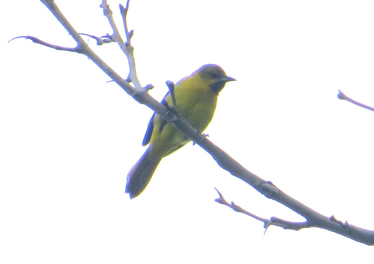 Orchard Oriole - Vivek Govind Kumar