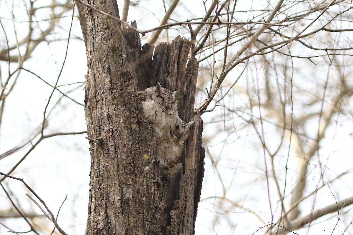 Indian Scops-Owl - ML619182881