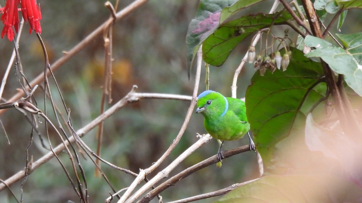 Golden-browed Chlorophonia - Karen Evans