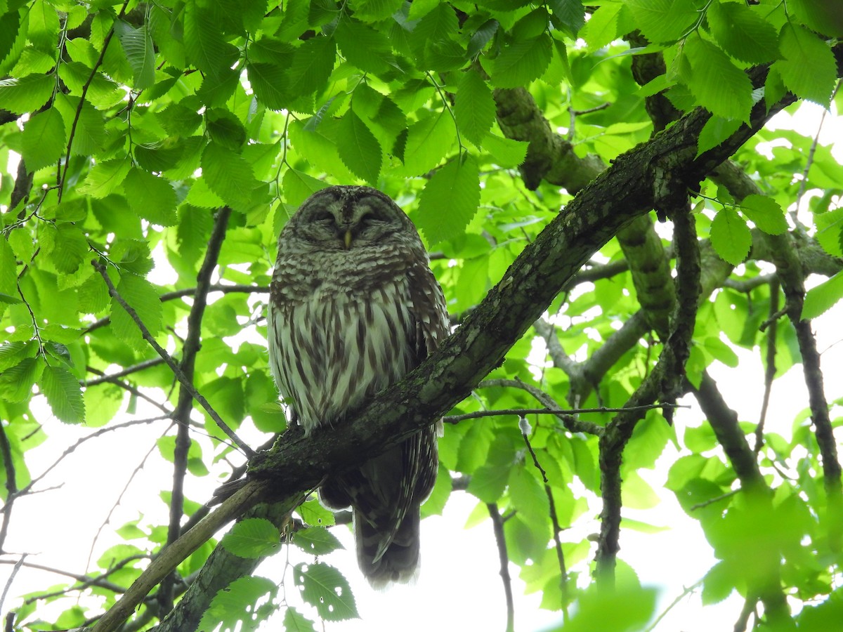 Barred Owl - ML619182889