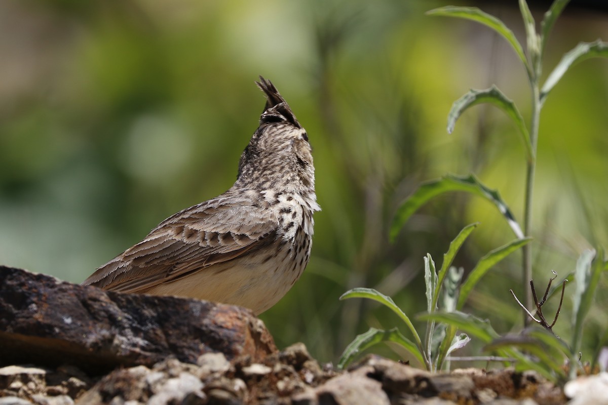 Thekla's Lark - Paulo Domingues