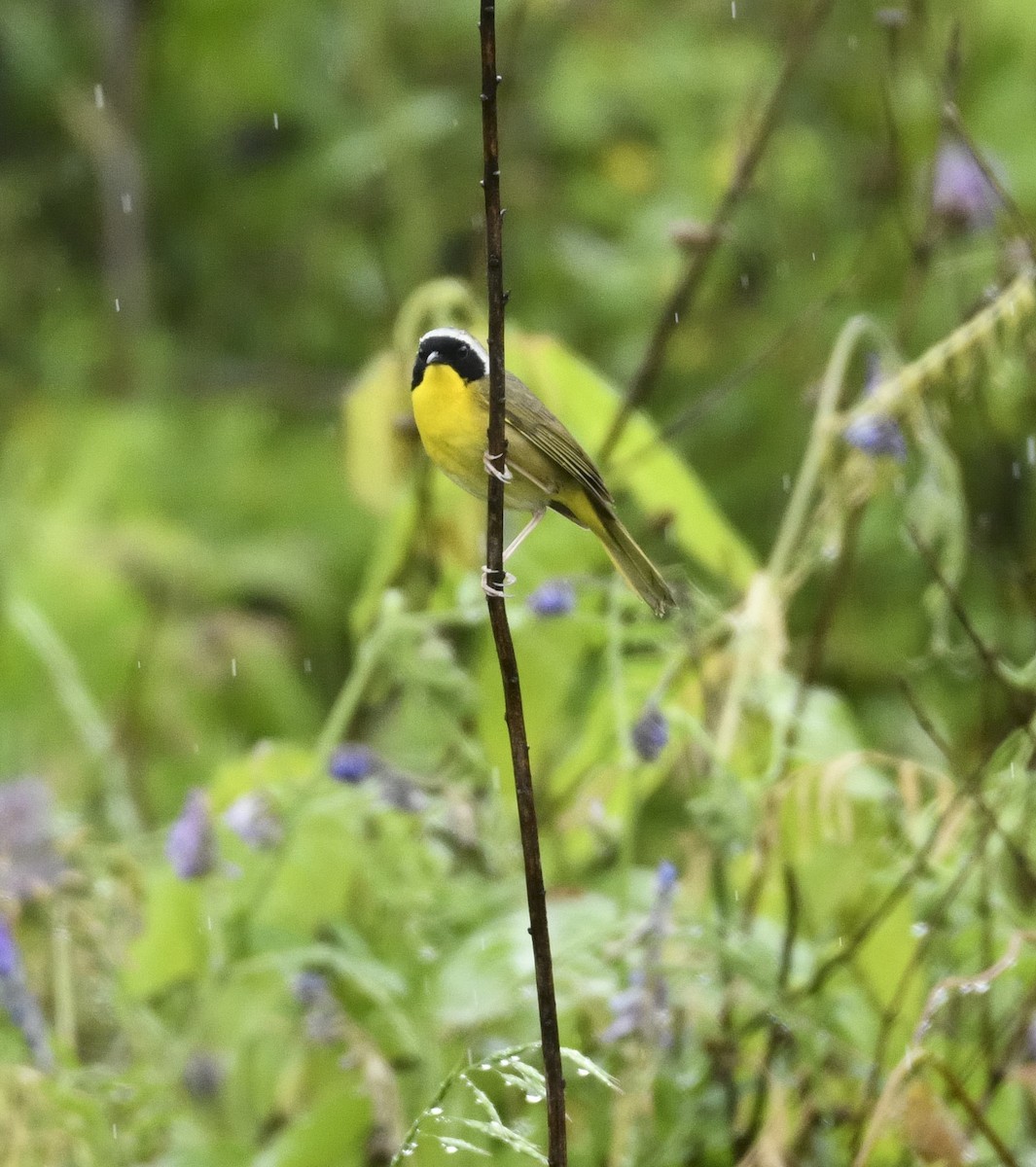 Common Yellowthroat - ML619182898