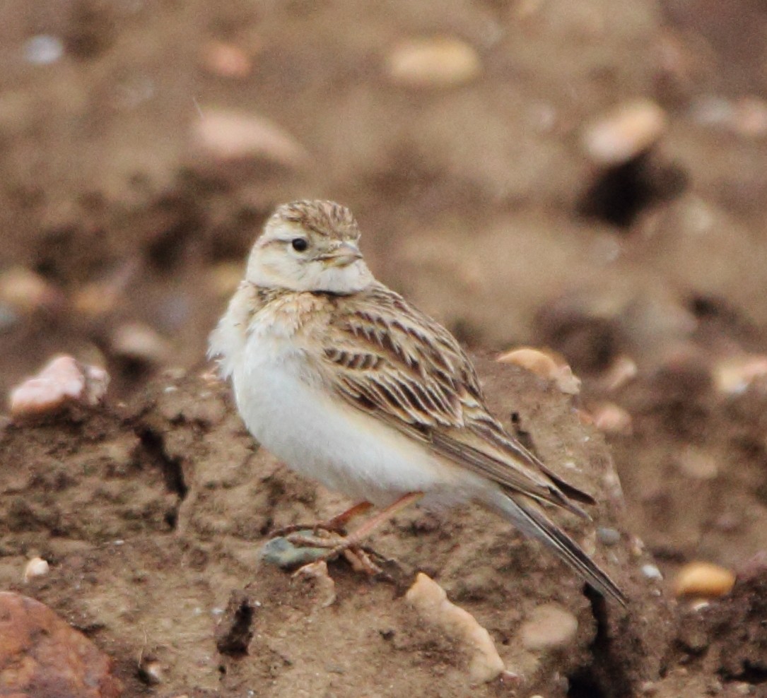 Greater Short-toed Lark - Pablo Miki Garcia Gonzalez