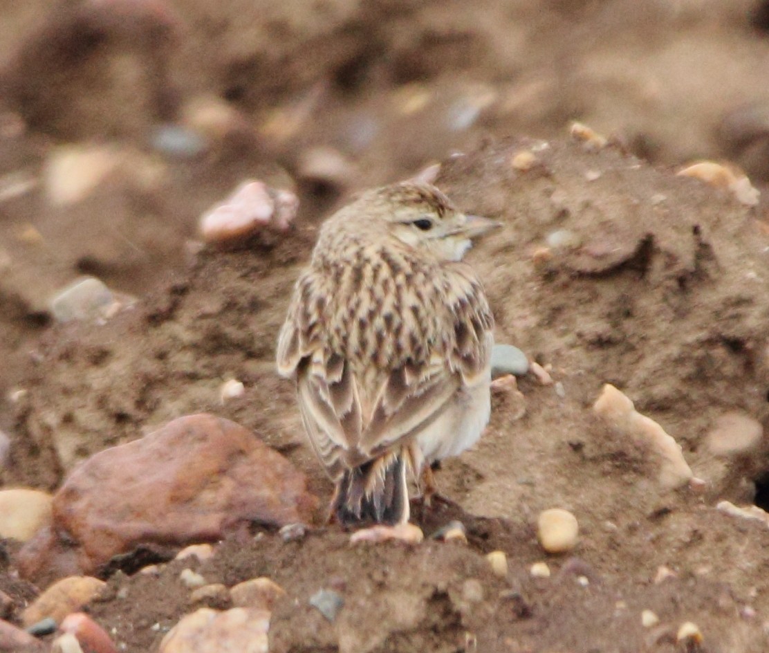 Greater Short-toed Lark - Pablo Miki Garcia Gonzalez