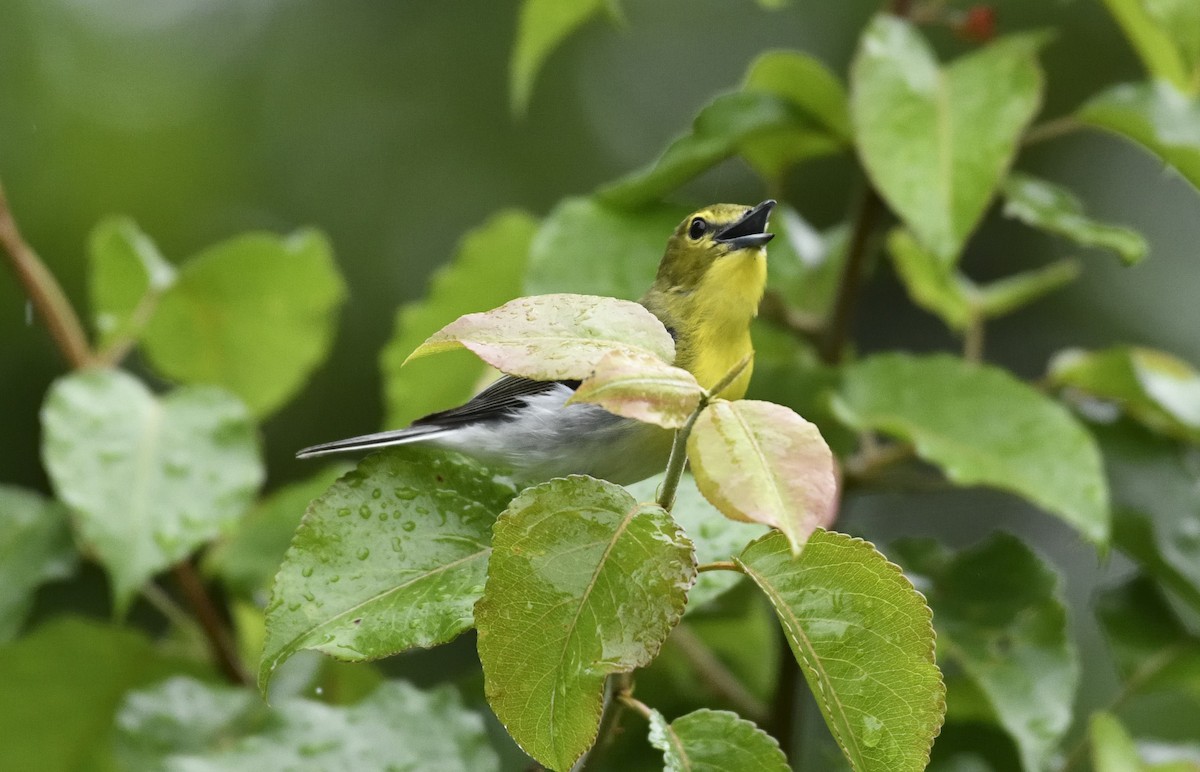 Yellow-throated Vireo - Daniel King