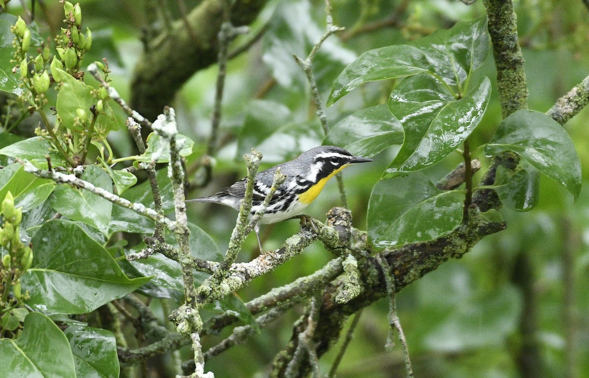 Yellow-throated Warbler - Daniel King