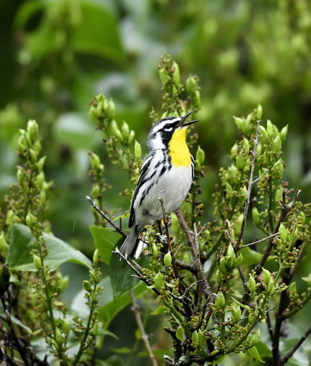 Yellow-throated Warbler - Daniel King