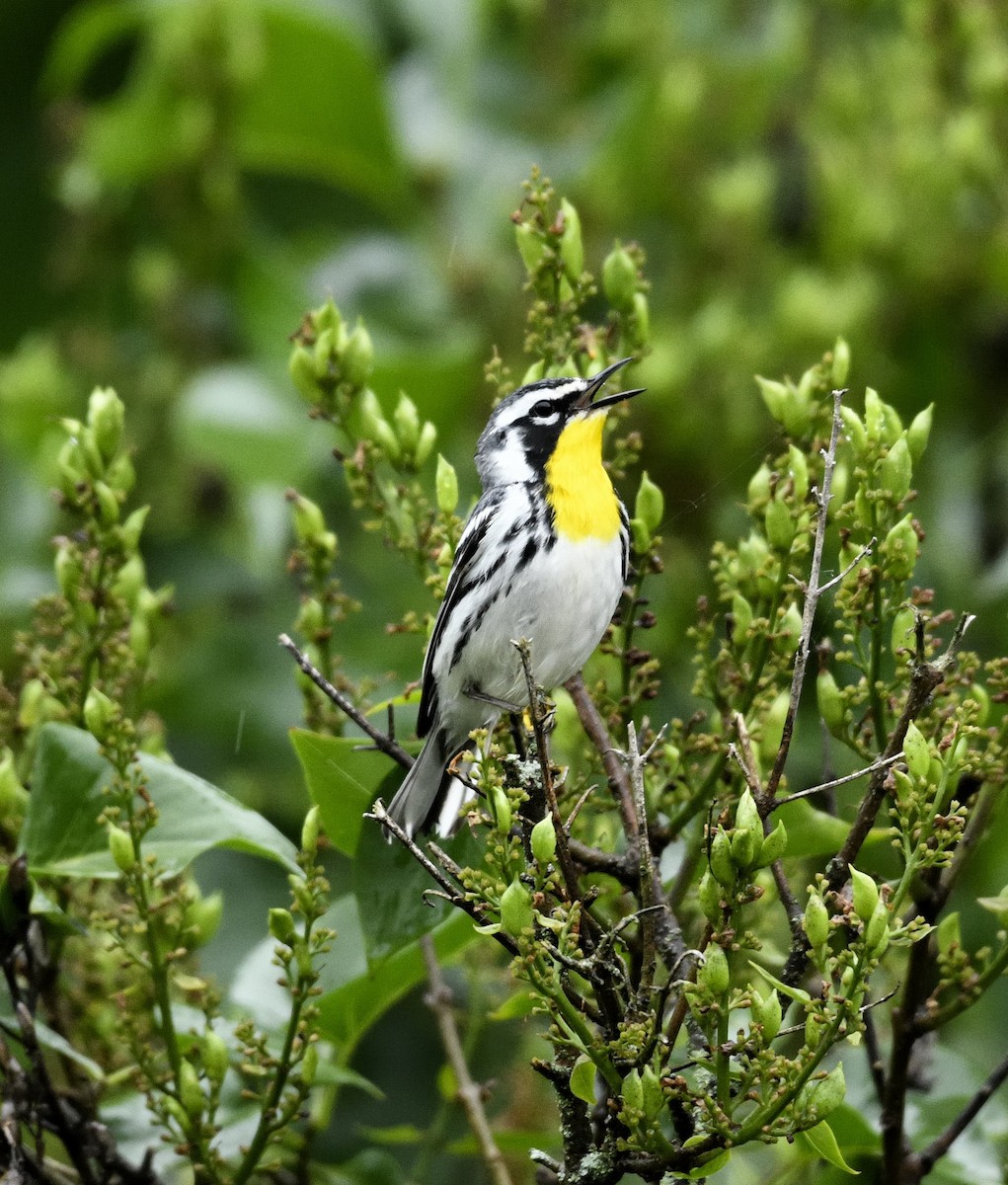 Yellow-throated Warbler - ML619182917