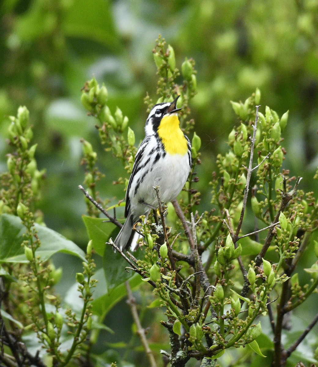 Yellow-throated Warbler - Daniel King