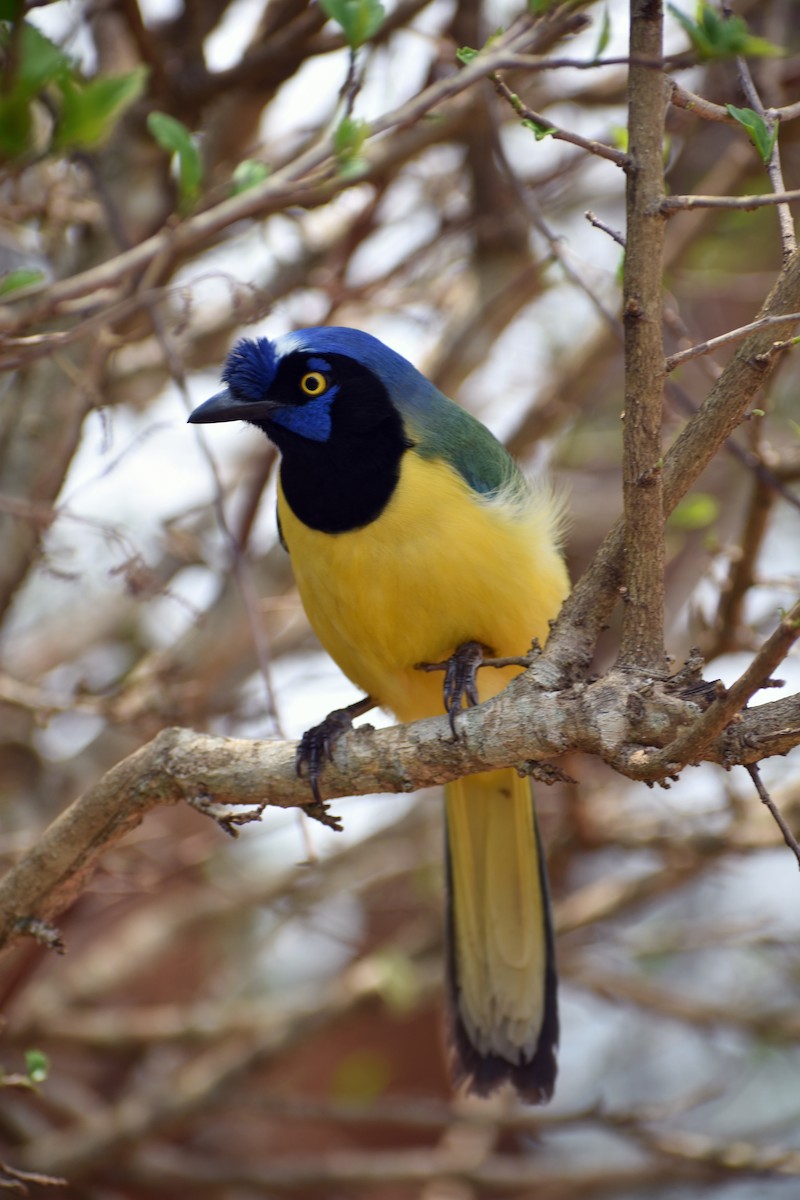 Green Jay - Daniel Flores