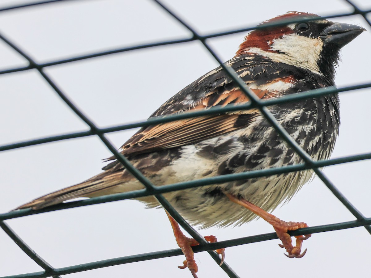 Spanish Sparrow - Muammer Ülker