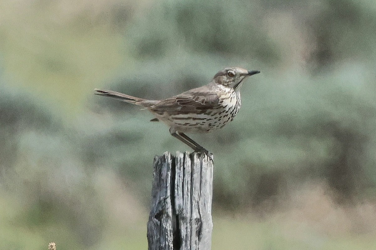 Sage Thrasher - Susan Hovde