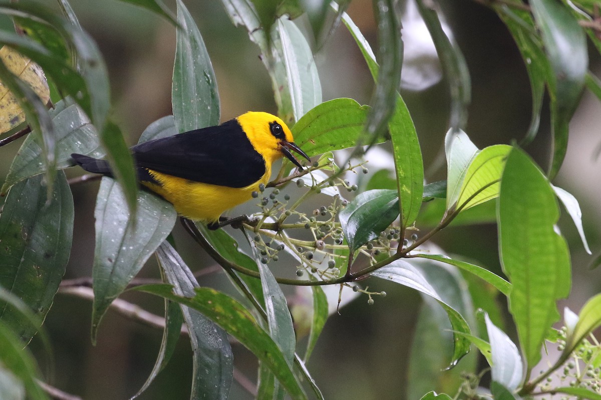 Black-and-yellow Tanager - Stu Elsom