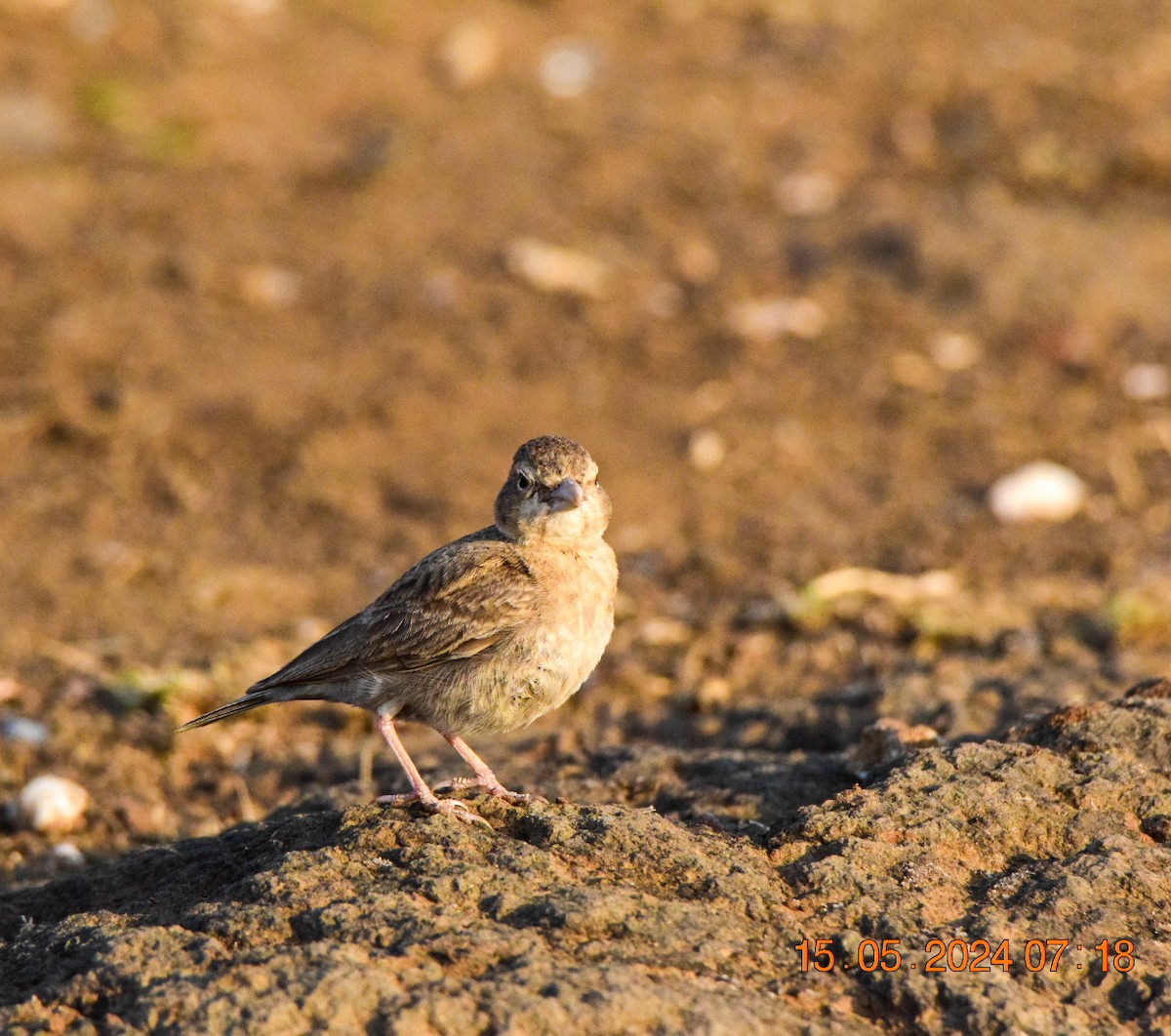 Ashy-crowned Sparrow-Lark - Sanjana Kajawe