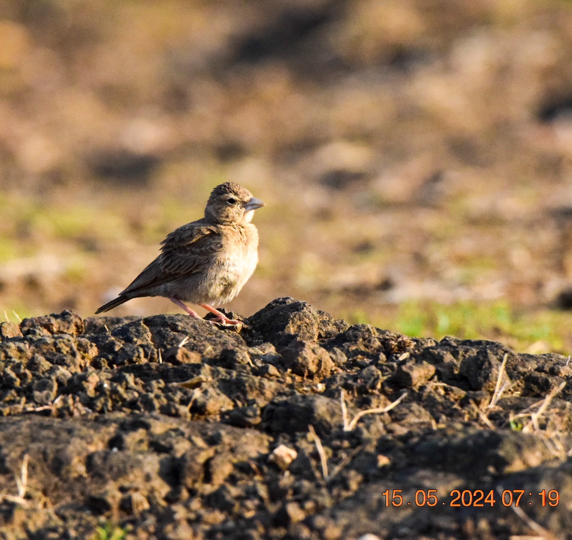 Ashy-crowned Sparrow-Lark - Sanjana Kajawe