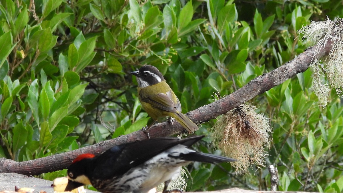 Sooty-capped Chlorospingus - Karen Evans