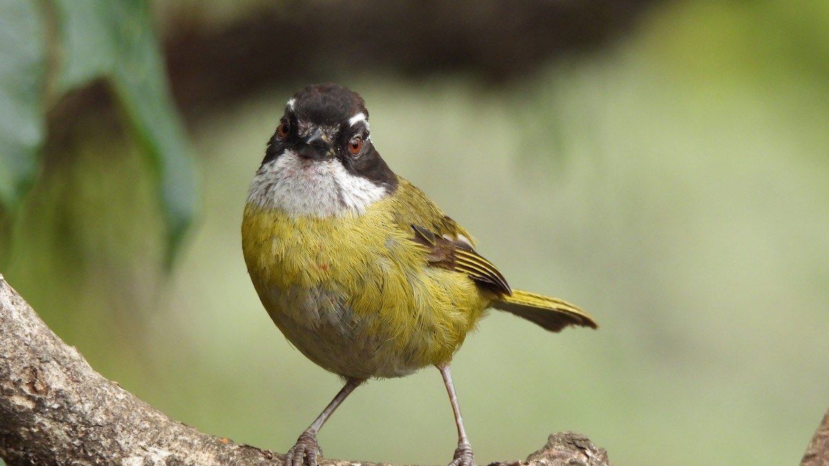 Sooty-capped Chlorospingus - Karen Evans