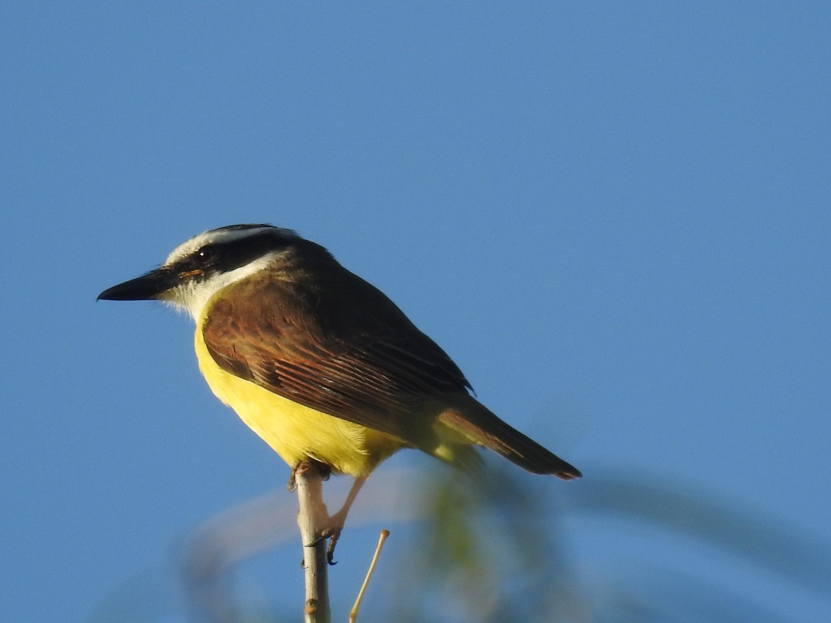 Great Kiskadee - Eduardo Kucich