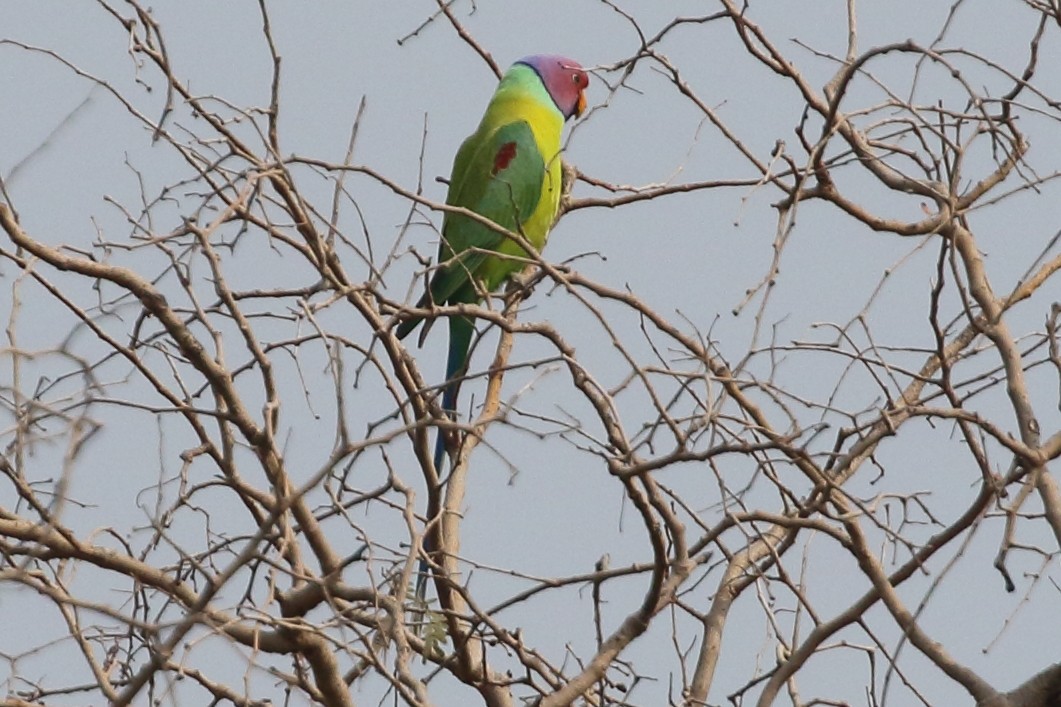 Папужець фіолетовоголовий - ML619182951