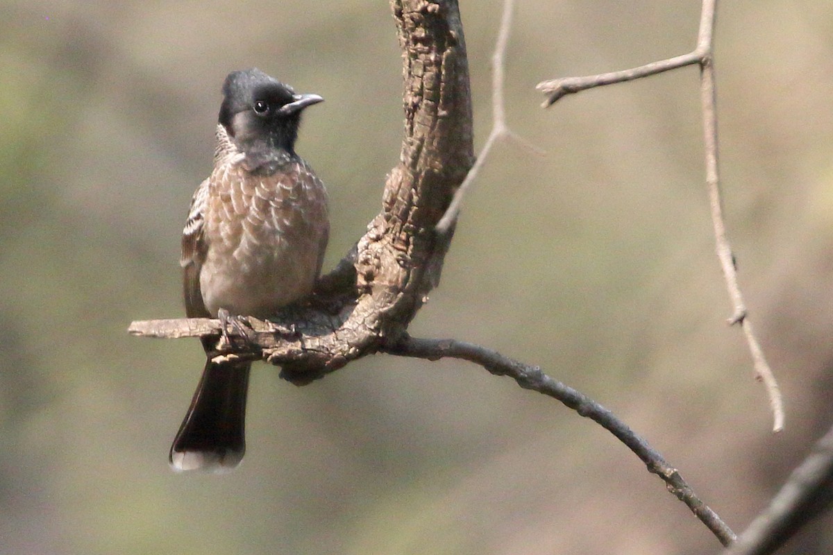 Red-vented Bulbul - Christopher Escott