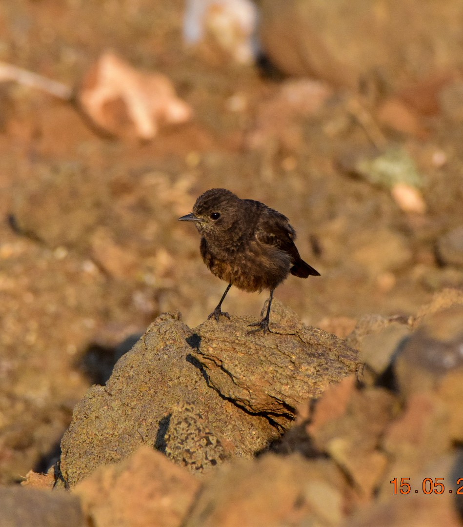 Pied Bushchat - Sanjana Kajawe