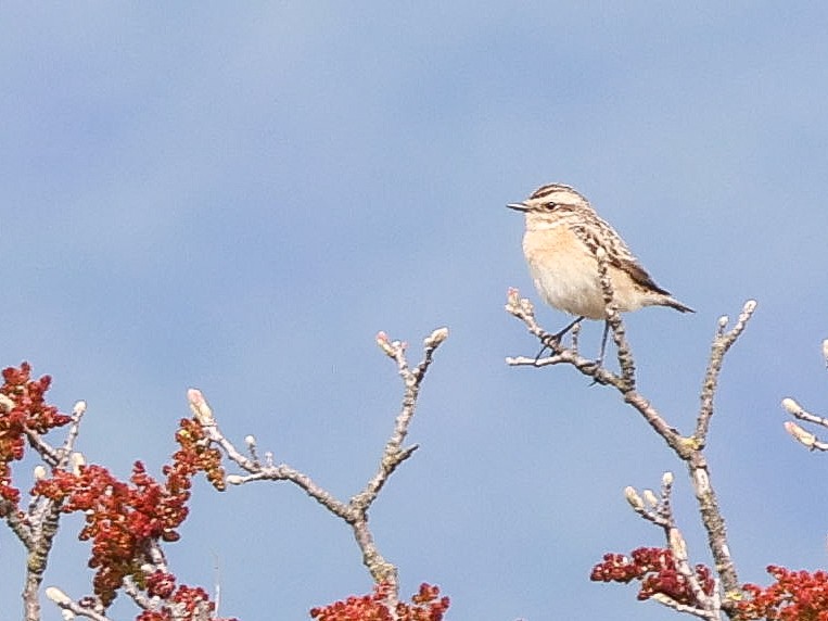 Whinchat - ML619182962