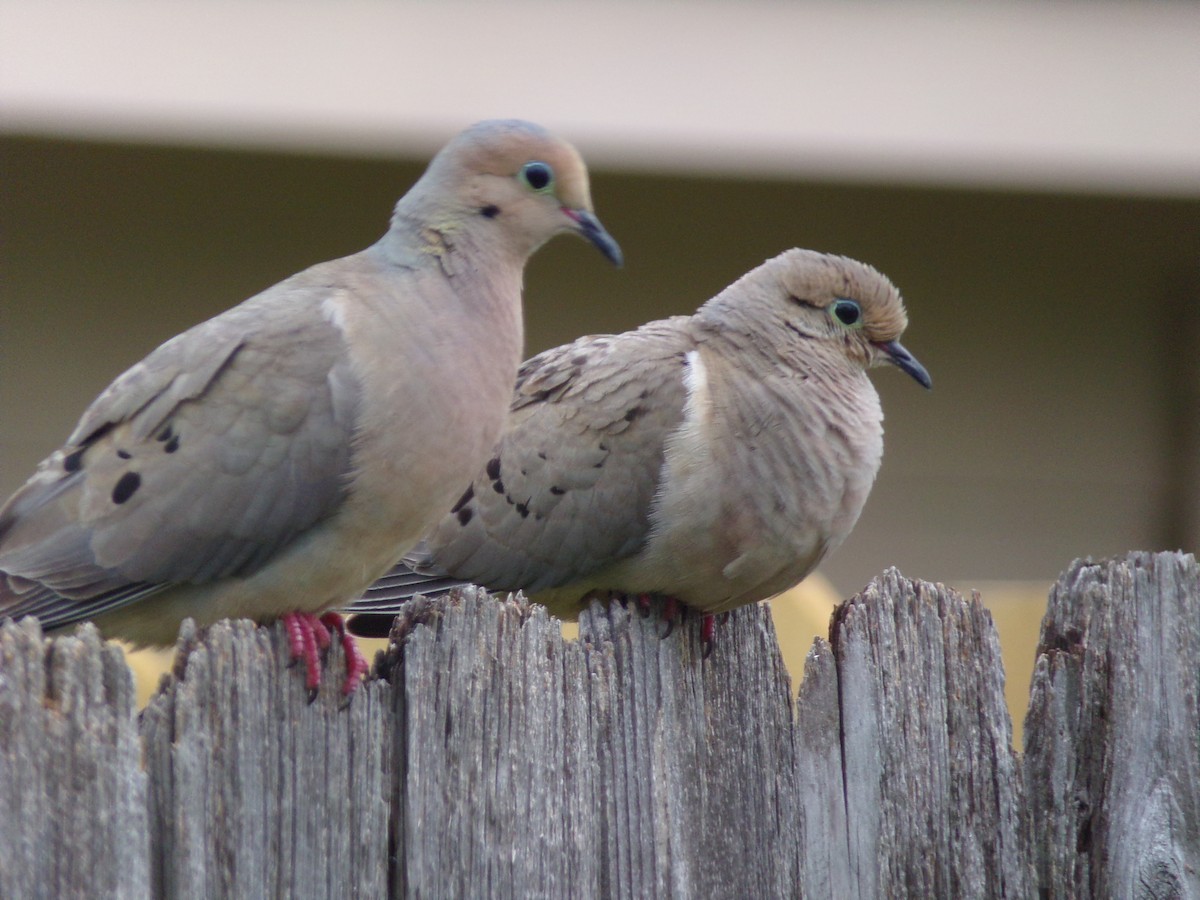 Mourning Dove - Texas Bird Family