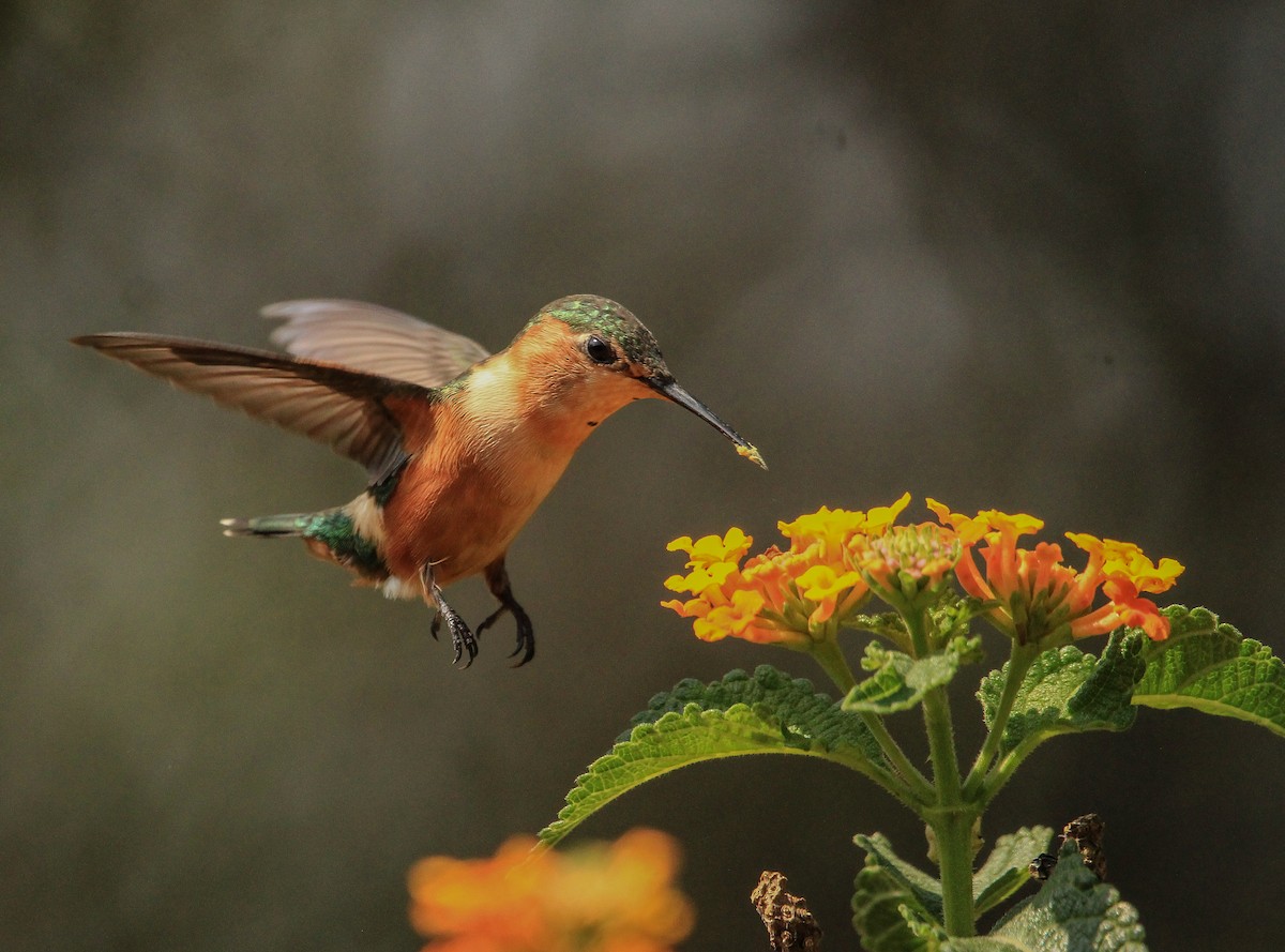 Sparkling-tailed Hummingbird - Alejandro Vidal
