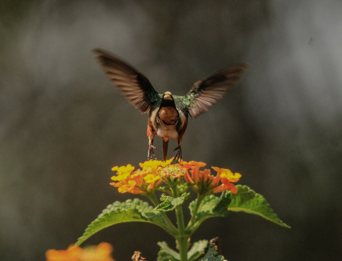 Sparkling-tailed Hummingbird - Alejandro Vidal