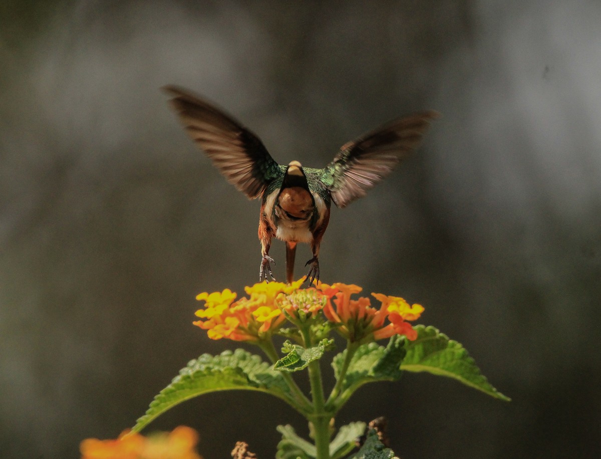 Blaukehl-Sternkolibri - ML619183009