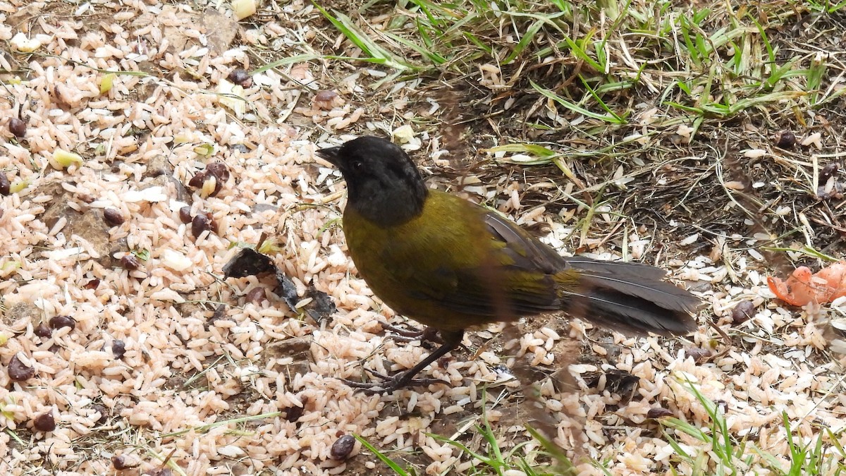 Large-footed Finch - ML619183025