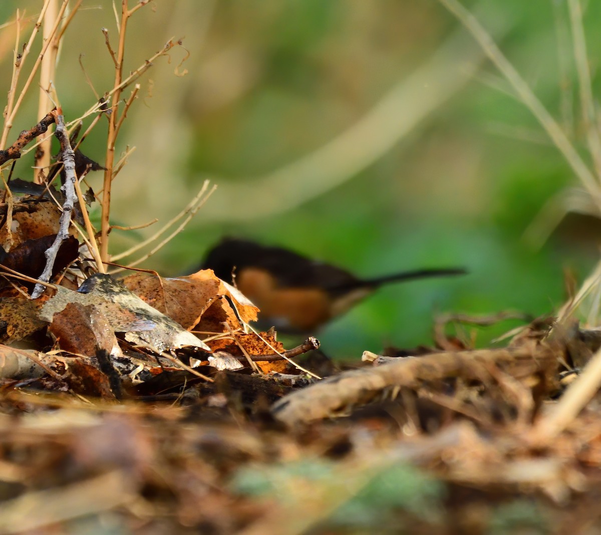 Eastern Towhee - ML619183026