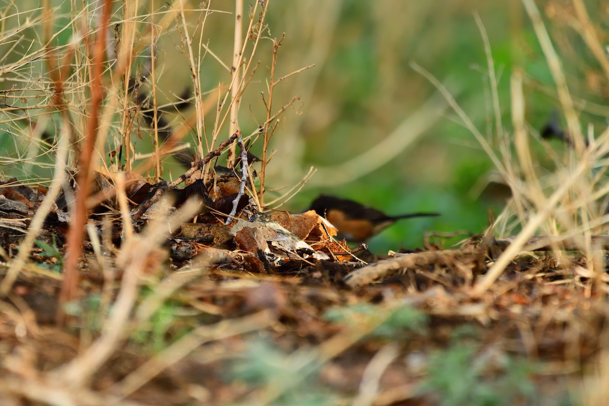 Eastern Towhee - Linda Lee