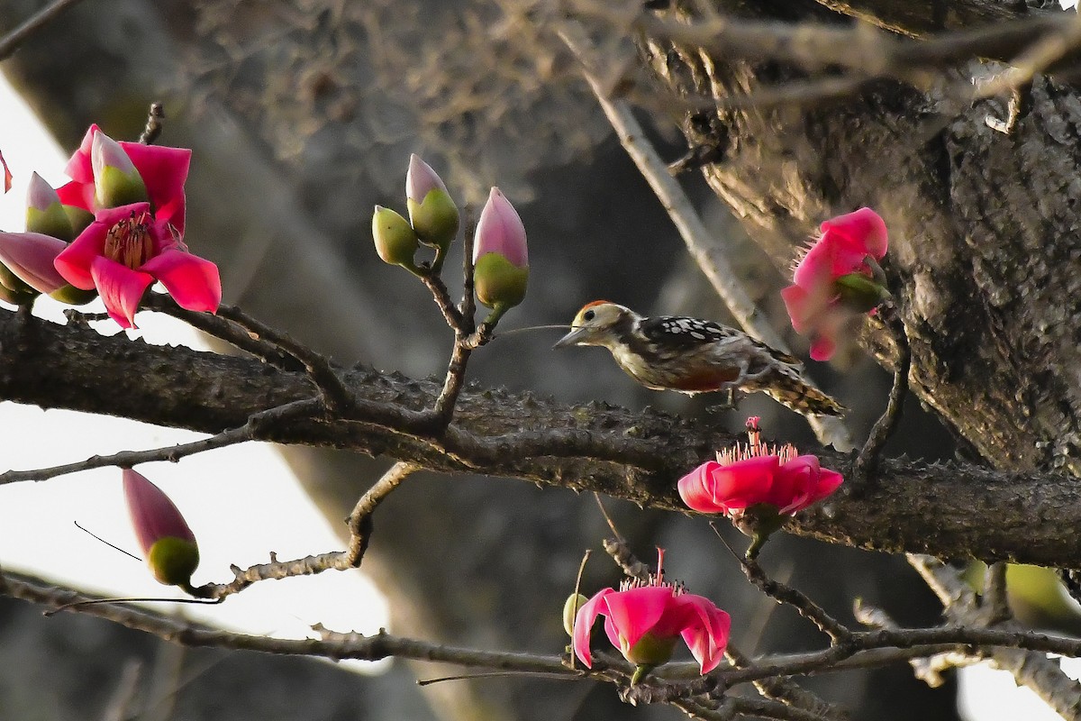 Yellow-crowned Woodpecker - Sathish Ramamoorthy