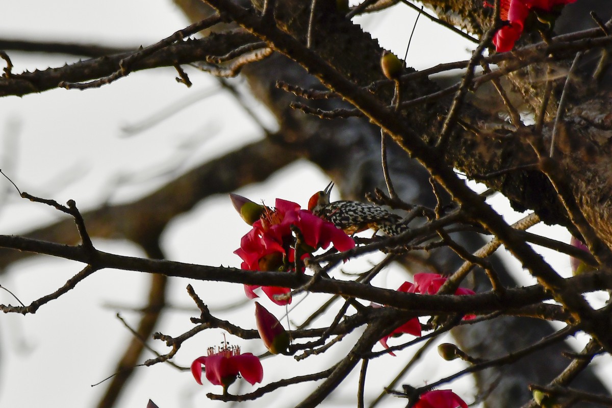 Yellow-crowned Woodpecker - Sathish Ramamoorthy