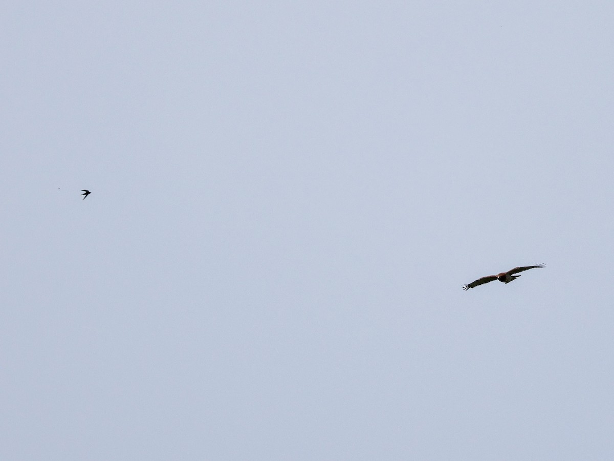 Short-toed Snake-Eagle - Muammer Ülker