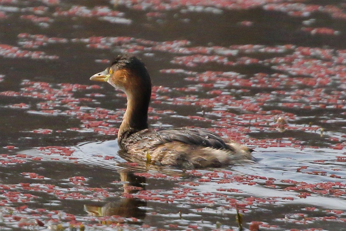 Little Grebe - ML619183051