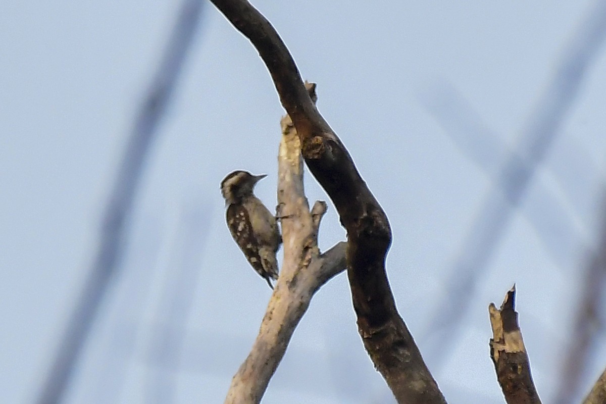 Brown-capped Pygmy Woodpecker - Sathish Ramamoorthy