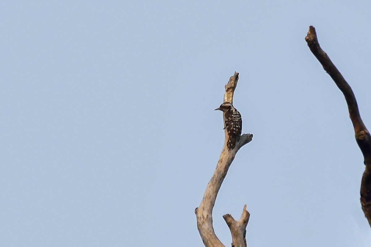 Brown-capped Pygmy Woodpecker - Sathish Ramamoorthy