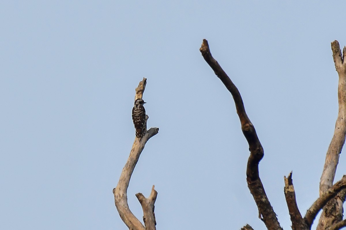 Brown-capped Pygmy Woodpecker - Sathish Ramamoorthy