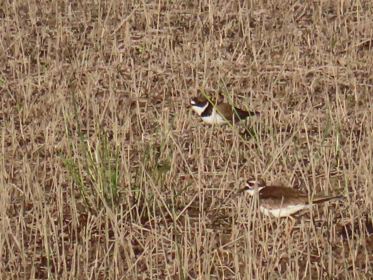 Semipalmated Plover - Catherine Sandell