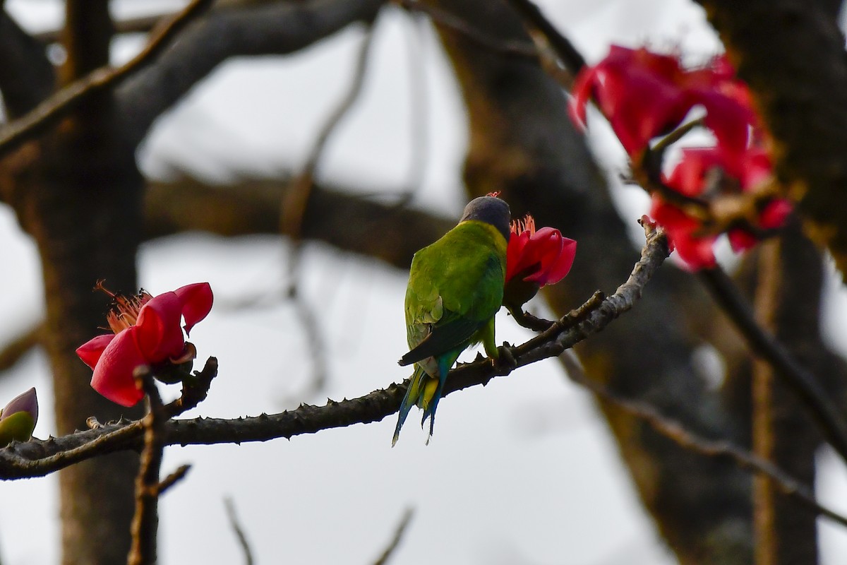 Plum-headed Parakeet - Sathish Ramamoorthy