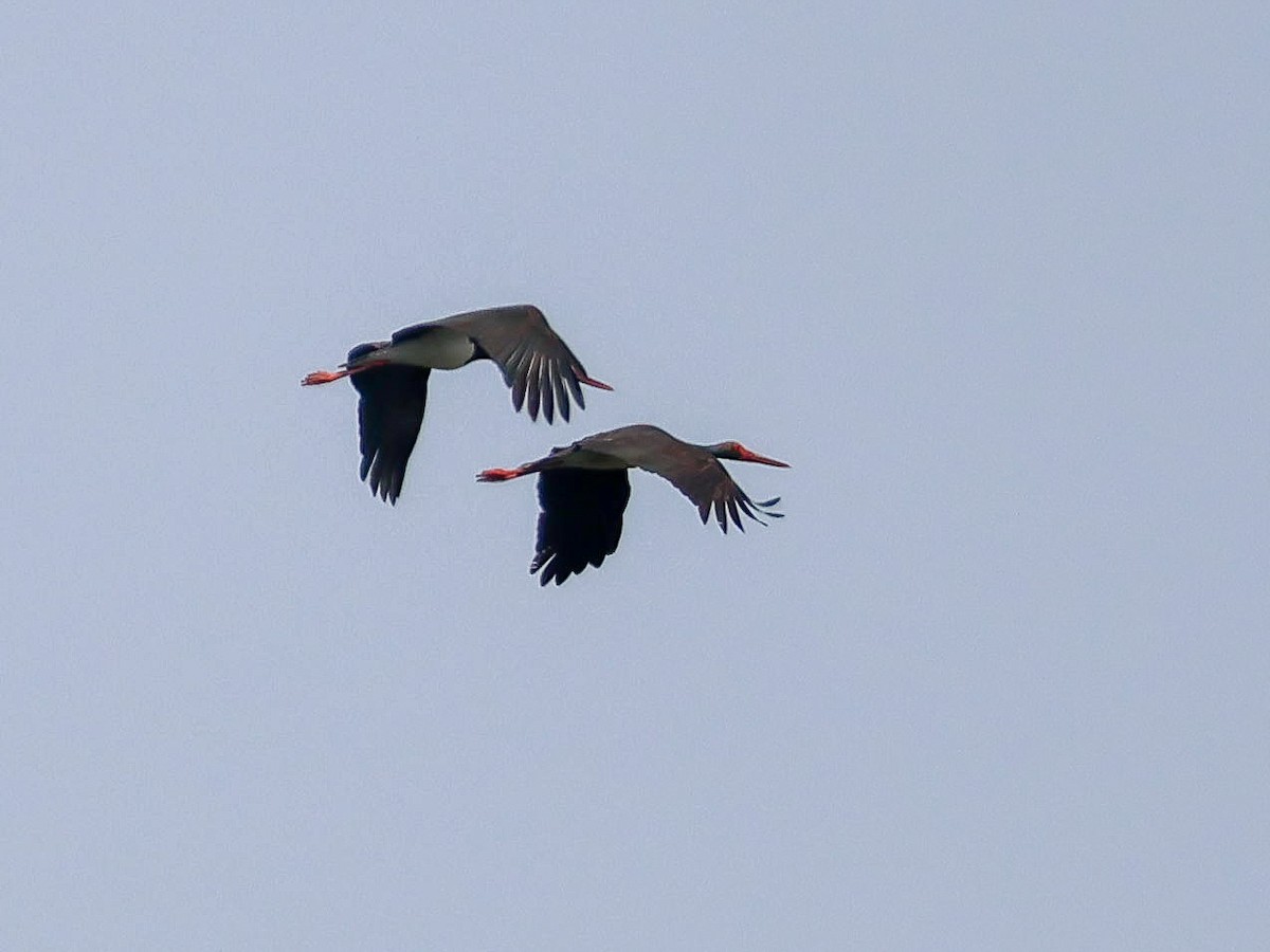 Black Stork - Muammer Ülker