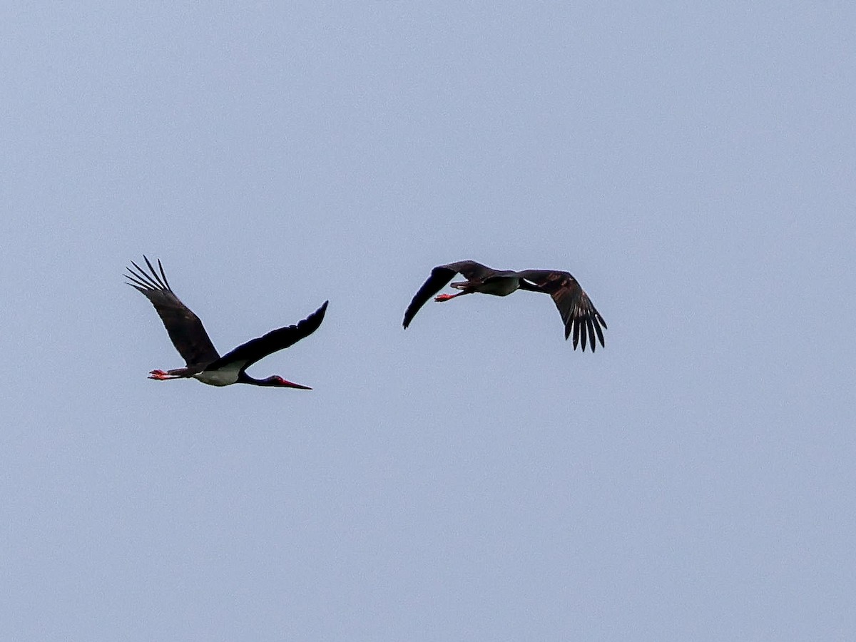 Black Stork - Muammer Ülker