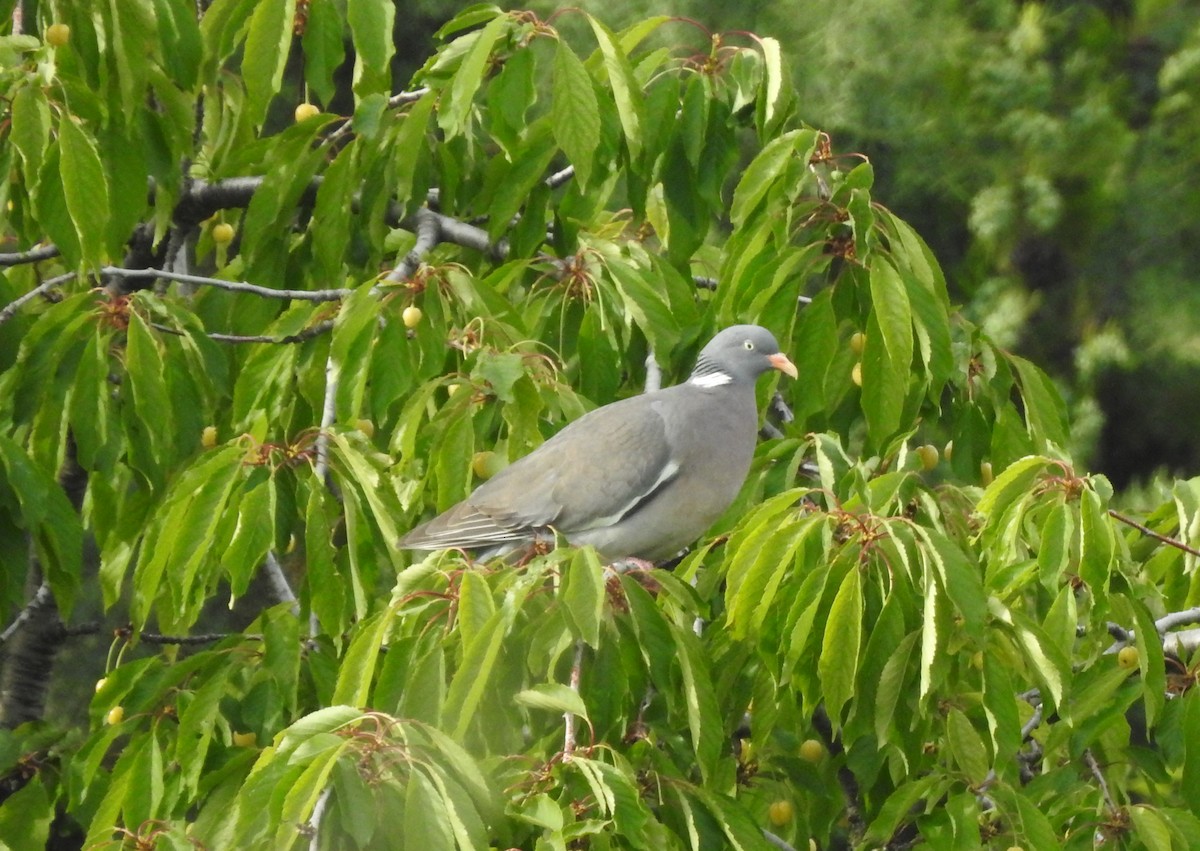 Common Wood-Pigeon - ML619183108