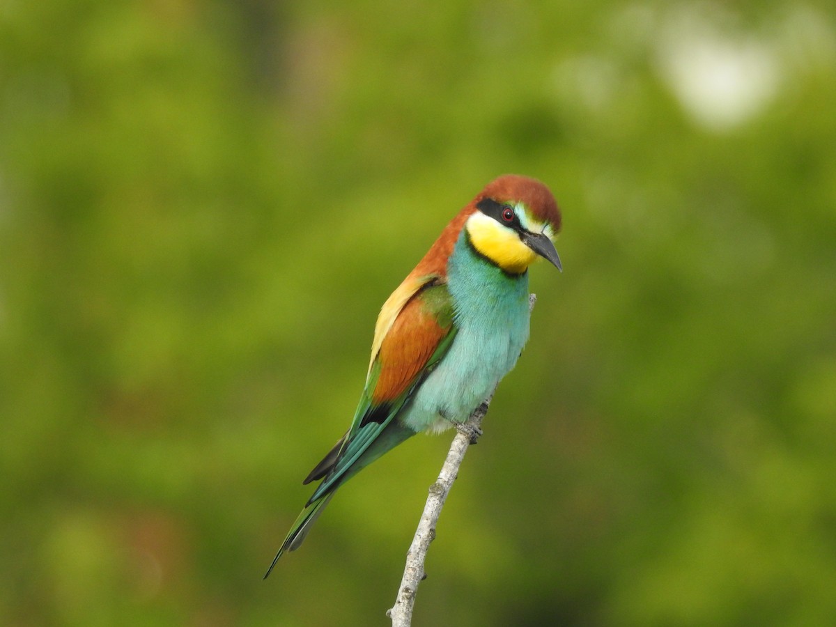 European Bee-eater - Zdenek  Hyl